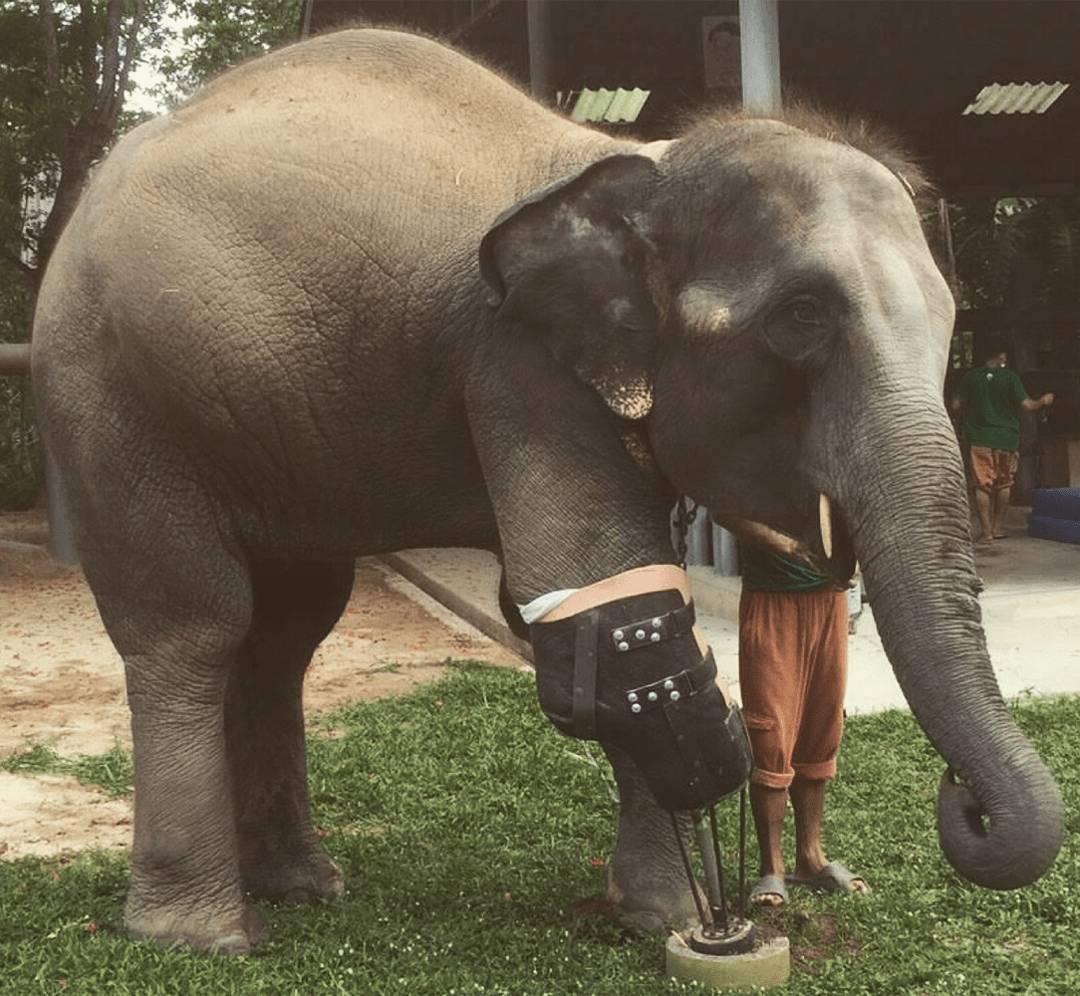Mosha, the first elephant to receive a functioning prosthetic leg