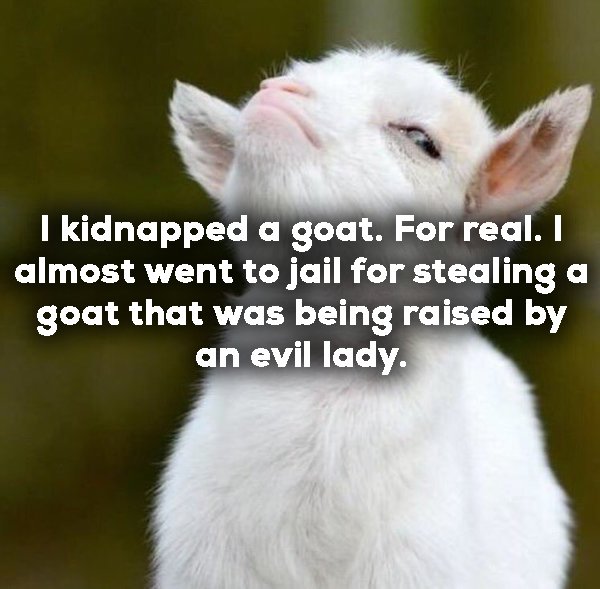 photo caption - I kidnapped a goat. For real. I almost went to jail for stealing a goat that was being raised by an evil lady.