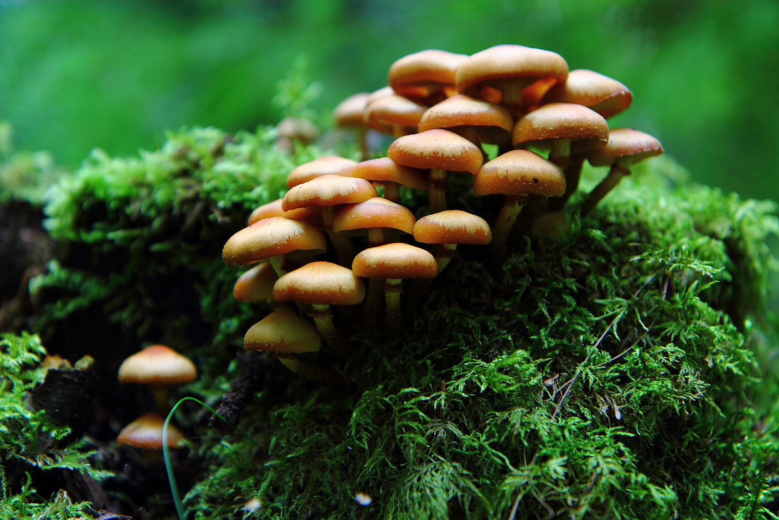 Scientists have found that mushrooms can affect the weather. Nicholas Money and his team at Miami University say that mushroom spores may actually stimulate rainfall.