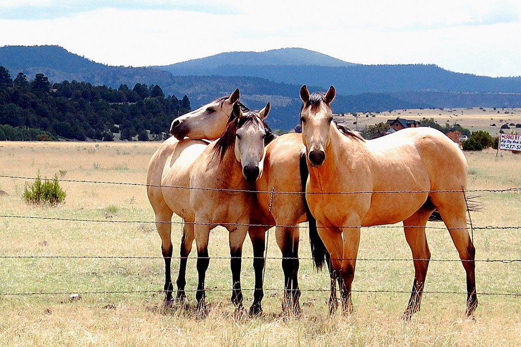 Researchers at Norwegian University of Life Sciences found that horses can read symbols and also use them to their own advantage, whether or not they'd like a blanket placed on them or not, for example.