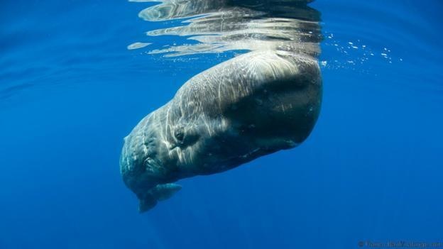 Many of us assume that the blue whale is the loudest animal on earth, but this isn't true. The calls of sperm whales can reach up to 230 decibels.