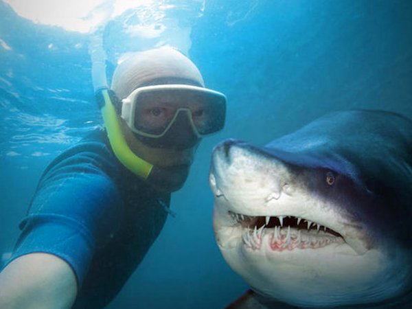 According to Time Magazine, the total annual number of shark bites recorded worldwide is 10 time less than people bitten by other people in New York.