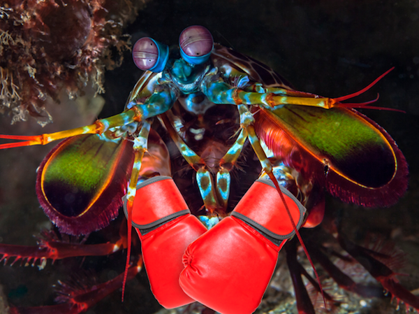 Mantis Shrimp can throw a punch around 50 MPH, and accelerates quicker than a .22-caliber bullet.