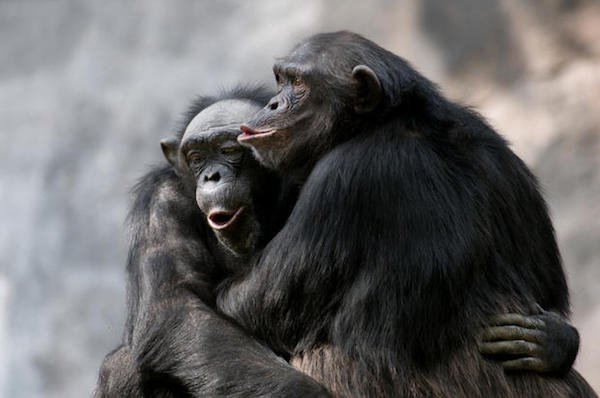 Chimps in Guinea have been seen drinking fermented palm sap, which is about 3% alcohol by volume.
