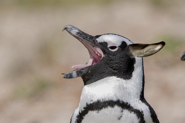 African penguins have also been dubbed ‘Jackass penguins’, because they mimic donkey-like braying.