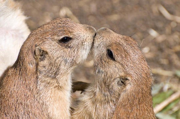 Prairie dogs greet each other by kissing.
