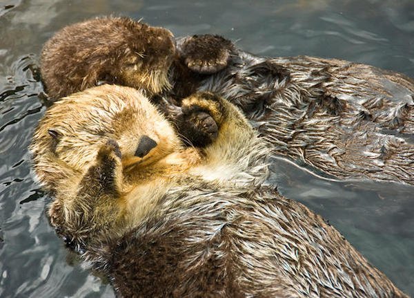 In an effort to keep from drifting away from each other, Sea Otters hold hands while they sleep.