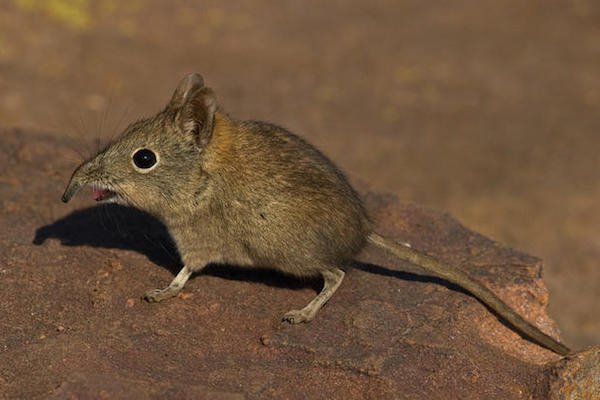 While their appearance might not make you think so, elephant shrews are more closely related to elephants than shrews.