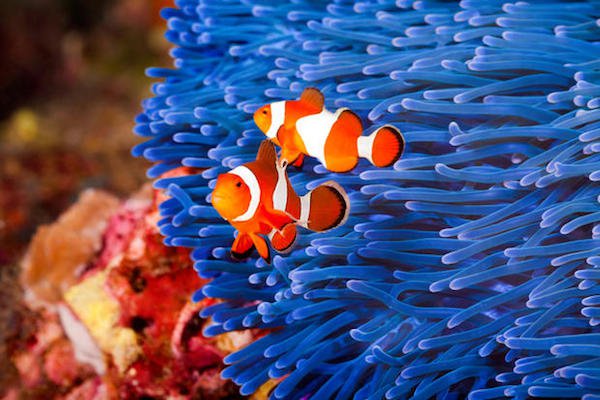 Clownfish are all born male. They turn female so that they can mate.
