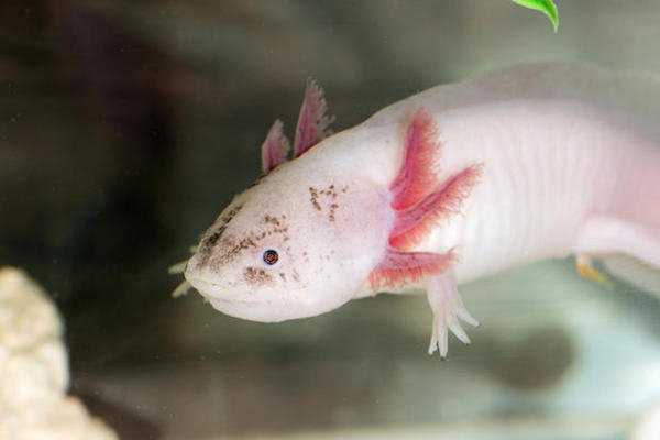 Axolotls can regenerate limbs if they lose them.
