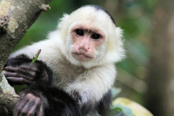 Capuchin monkeys use their urine to wash their feet. Or it least that’s what they think.