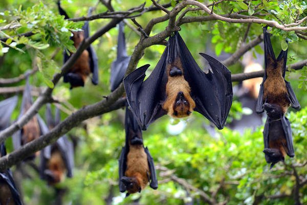Unlike most bats, Fruit Bats do not use echolocation. They just have excellent senses of sight and sound.