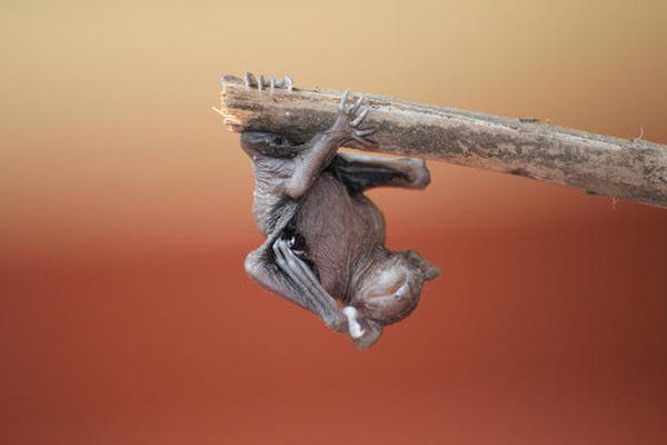 Female bats give birth upside-down, and they catch their baby as it falls.