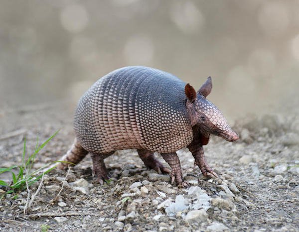 Nine-banded armadillos always give birth to identical quadruplets.