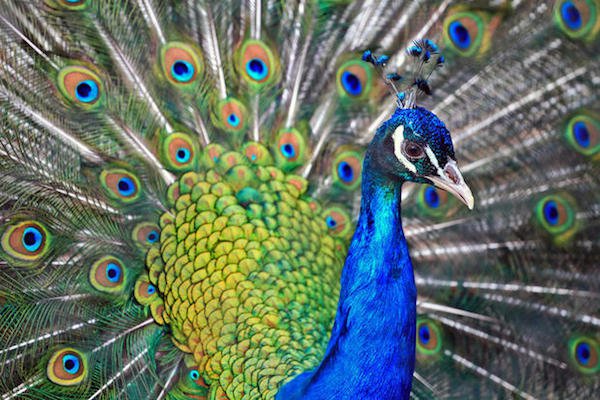 Only the males are called Peacocks. Females are known as Peahens.
Suddenly the word “cock” makes so much more sense.