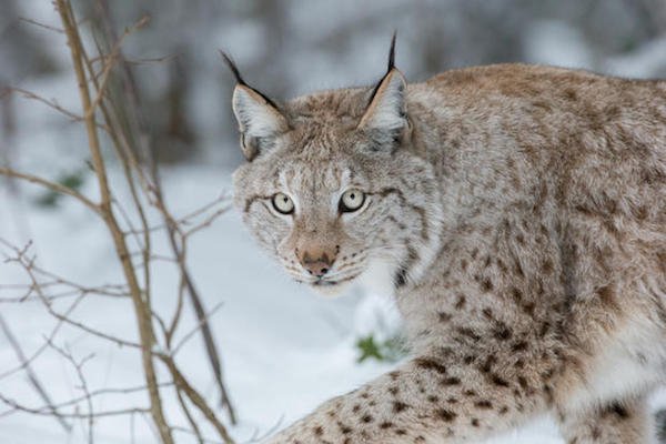 Lynx are born with very large feet that help them run in the snow.