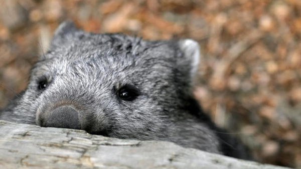 Wombat poop is cube-shaped.