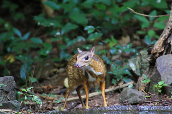 There exists an animal that resembles a tiny deer, but has fangs. It’s called a Chevrotain.