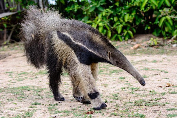 Anteater’s are born without teeth.
