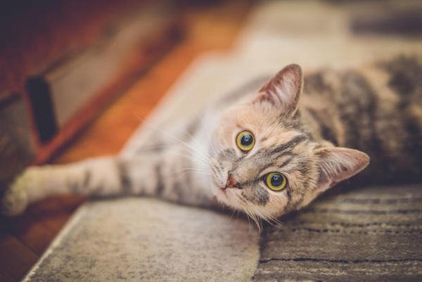 Animals behaviorists have concluded cats don’t meow to communicate with other cats – they do it to get their owner’s attention.