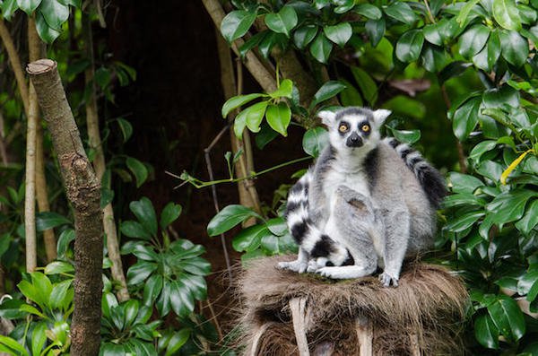 Ring-Tailed Lemurs fight by wafting scents at each other.