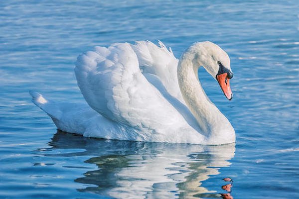 In the United Kingdom, the British Monarch legally owns all of the unmarked mute swans that live in open water.