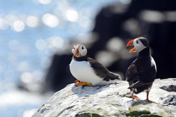 Baby puffins are referred to as pufflings.