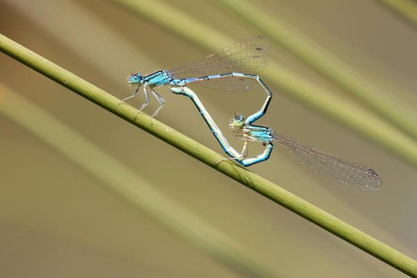 When they mate, Dragonflies and Damselflies form a heart with their tail.