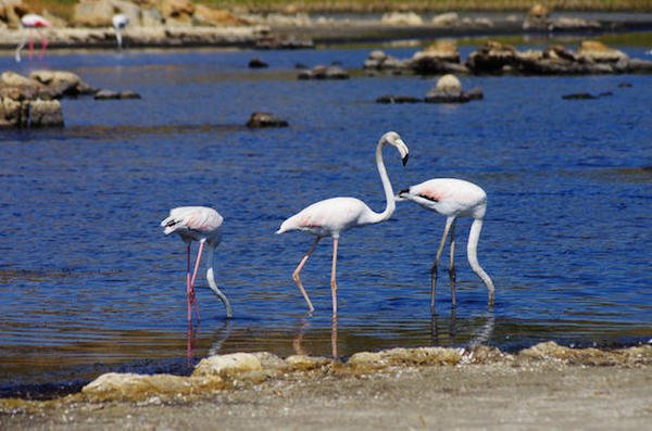 Flamingos are actually born white. Their diet of brine shrimp and algae turn them pink over time.