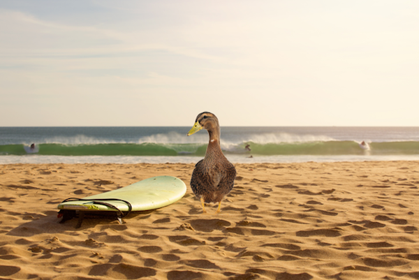 Ducks have been known to surf. They’ll ride waves and then fly back to do it over and over again.