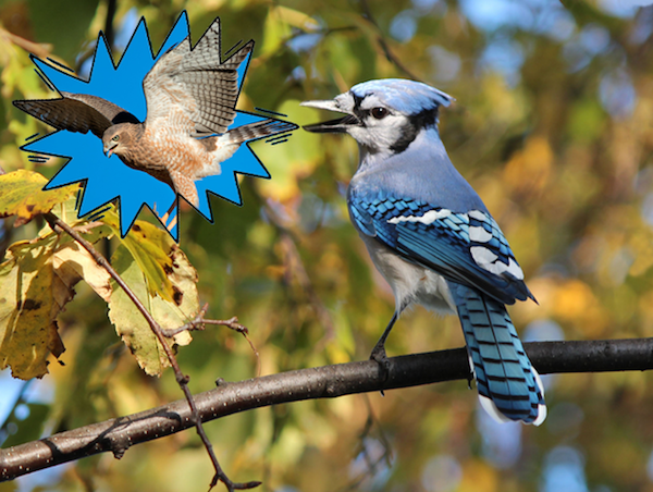 Blue Jays have been known to mimic hawks to scare away other birds.