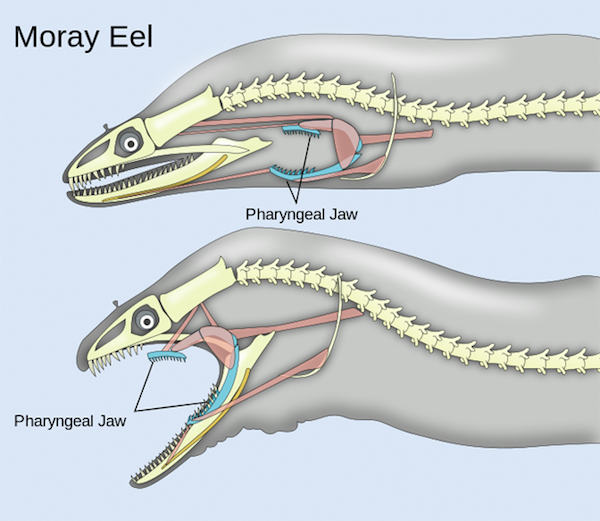 Moray Eels have two sets of jaws. One set extends from their throat when they bite.