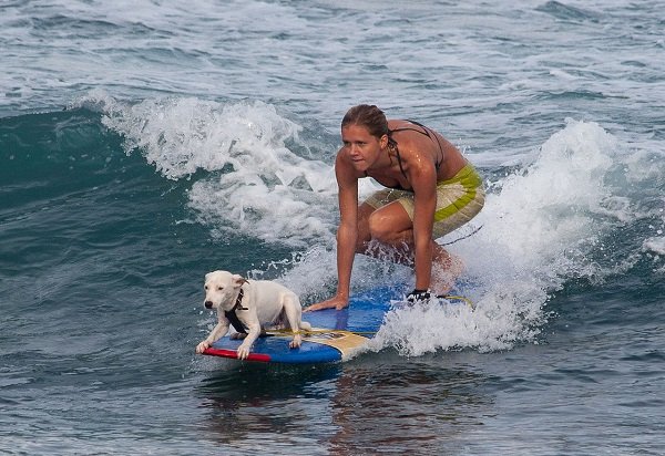 Dog Surfing Instructor
Salary: $57 / hour
If you happen to be a great surfer, and can get the certifications required to teach dog surfing, you’re looking at a lot of money coming your way.