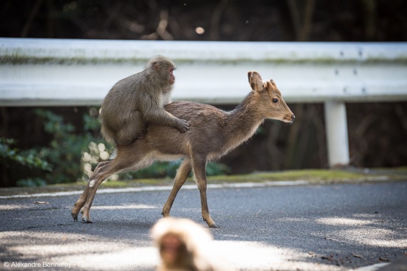 On Japanese island Yakushima, macaque monkeys are known to ride deer for transportation, and in return they groom deer and share food with them.