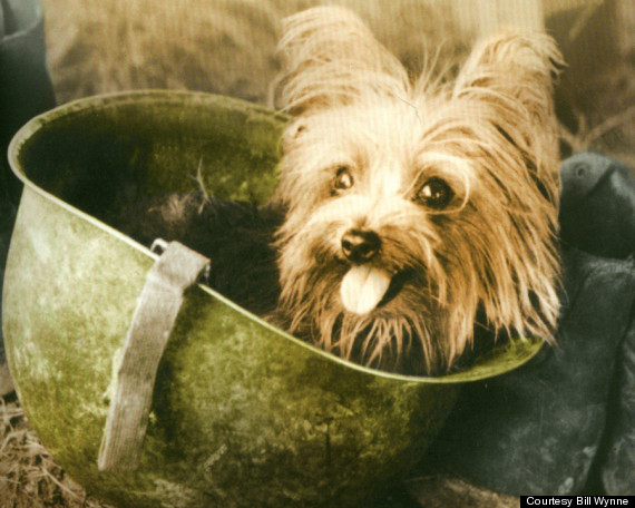 A 7 inch Yorkie saved 250 US soldiers 3 days of digging and kept 40 US planes operational during WWII by running a wire through a 70ft pipe.

Bob Gapp and Bill Wynne set up Smoky (the dog) when it became imperative that phone wires be strung to the airfield from three squadron areas. A culvert 8” in diameter and 70-feet-long under the taxiway was the logical place. If dug up by hand it would have required many men three days work and the planes to remain operational would have to be moved to the steel matting along the runway. The runway was being bombed daily. Wynne coaxed Smoky through from the far end.