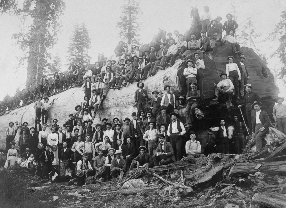 Over 100 people stand with a logged giant sequoia tree in California, 1917.

The rough age of a tree this size is 2,500 years old. To put that in perspective, its older than christianity.