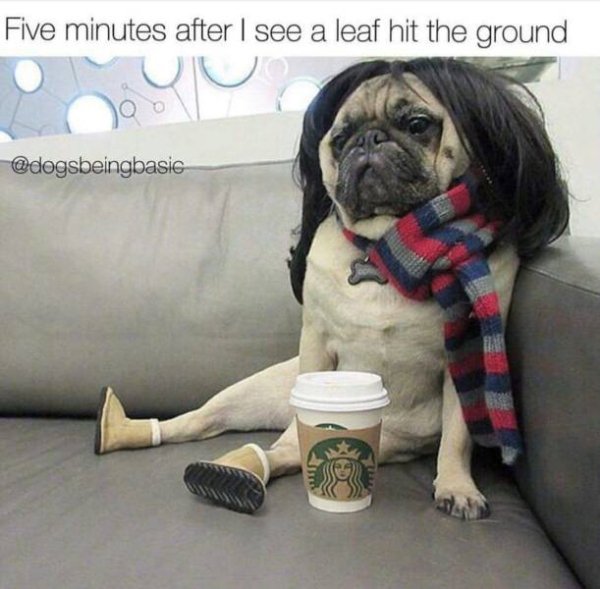 memes - pug mondays - Five minutes after I see a leaf hit the ground