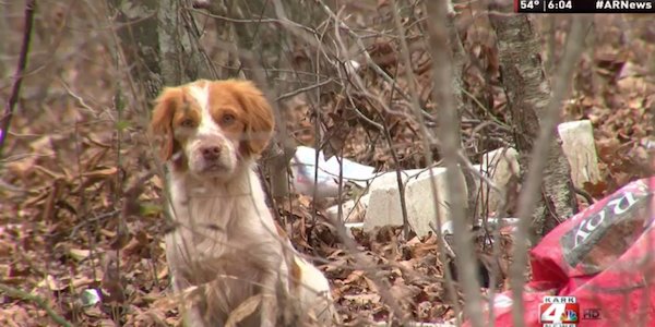 An animal hoarder in Arkansas was eaten by her pets after she passed away. 

When Van Buren County Animal Control was called out to the scene, they found as many as 50 malnourished and aggressive dogs on the property. Most had to be killed as officials entered the premises. The 65-year-old woman was dead inside, having suffered from complications of Hepatitis C and the starving dogs were found feasting on her corpse. 

Sadly, it wasn't the first time animal officials have had to deal with the dogs' owner. “We took 103 [dogs] out, almost three years ago,” Van Buren County Animal Control Director Reta Tharp said. “At that time it was easier to deal with because she was there and she could help us.”