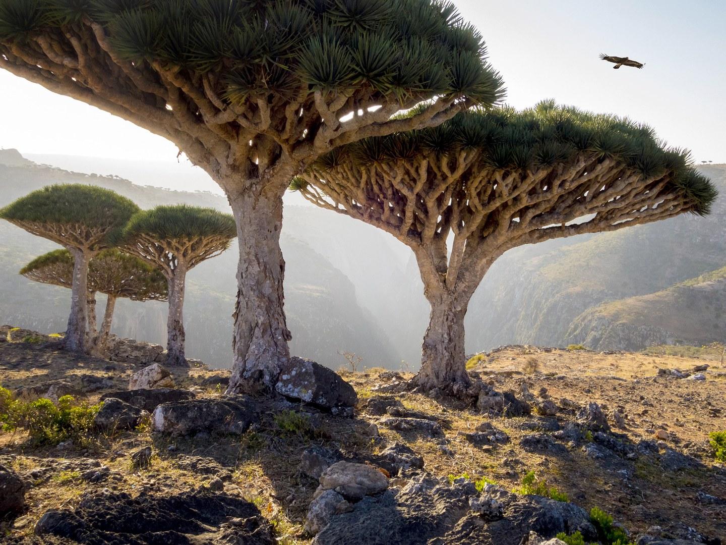 Dragon Trees Socotra Yemen