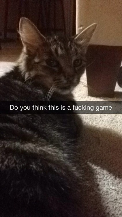 cat filter snapchat caption - Do you think this is a fucking game