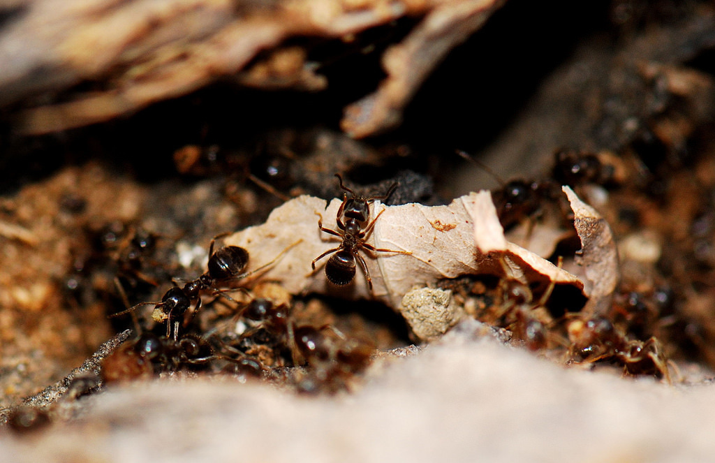 A study by people with way too much time on their hands once discovered that only 2.6% of worker ants in a colony are always active. 25% never do anything and 72% only work half of the time.