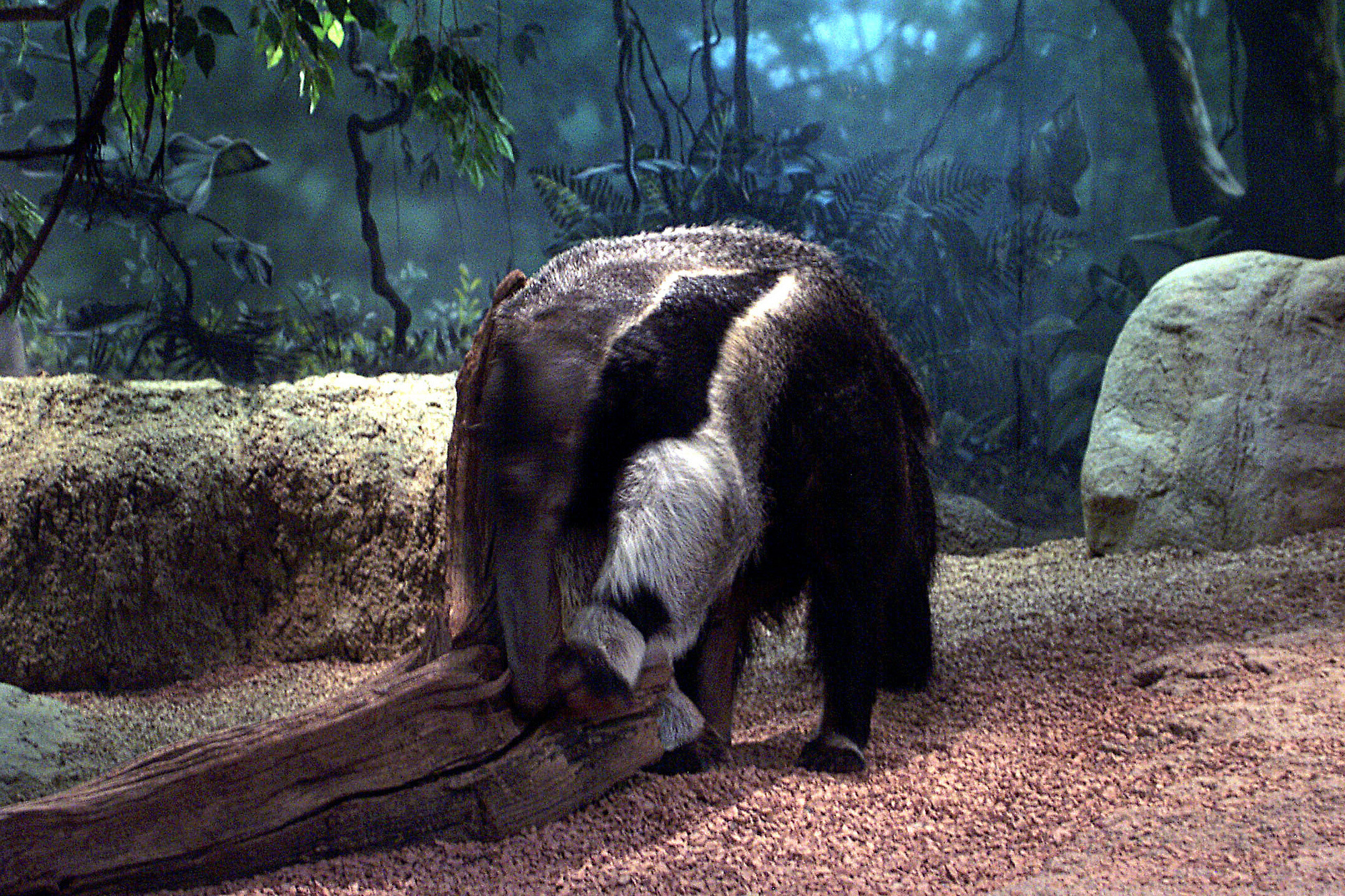 Did you know that an anteater puts away around 35,000 termites and ants each day?