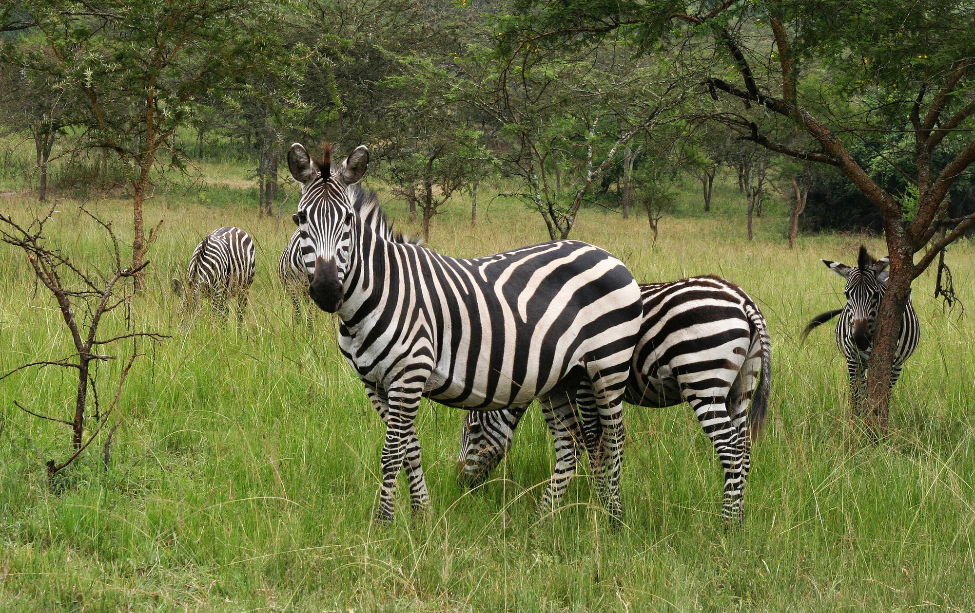 So you think that zebras are white with black stripes right? Wrong! Officially they are actually black with white stripes.