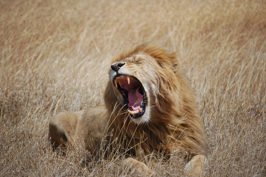 Did you know that a lion's roar can be heard five miles away? So the next time you think that someone is loud just remember that fact!