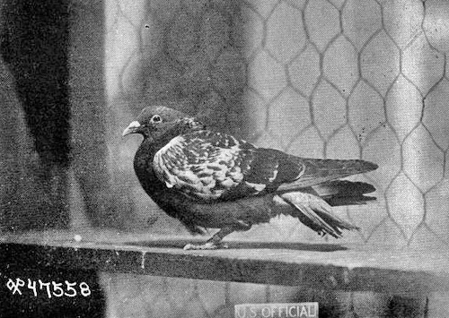 A pigeon, Cher Ami, that was awarded the Croix de Guerre for its service during WWI. Cher Ami delivered the S.O.S. message of a lost, encircled battalion despite being shot through the breast, blinded in one eye, covered in blood, and with a leg hanging only by a tendon.