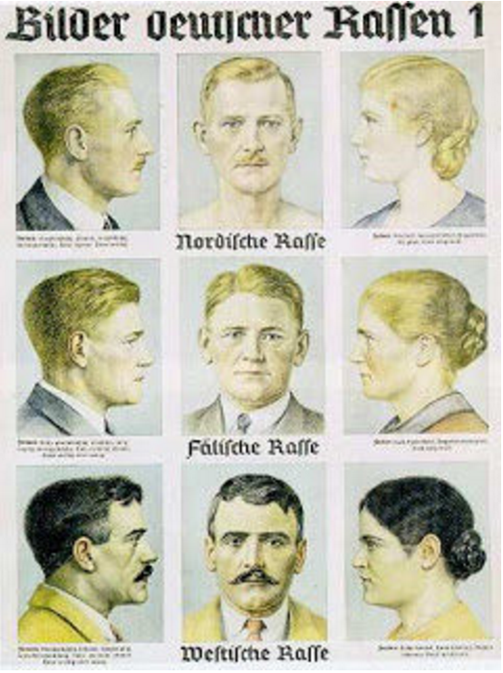 This poster promotes the perfection of the Aryan race. It ranks different races in a system of being fully human or subhuman.