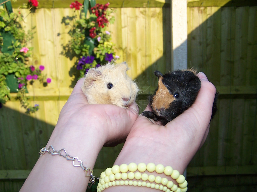 'A friend set me up with a guy who loved his guinea pigs so much he brought them along in a cage on the date - all eight of them. I faked an allergy,' one young woman wrote.

Any small chance this would've worked for animal lovers or is still too much at once?