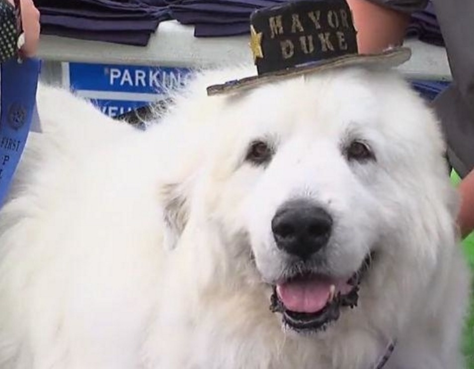 Can a dog be a mayor? Apparently they can if they're from Minnesota.
There also doesn't seem to be an age requirement given that a nine-year-old Great Pyrenees was elected mayor of the Minnesota town of Cormorant, not once, not twice, but three times. They must have some really bad human candidates in Minnesota.