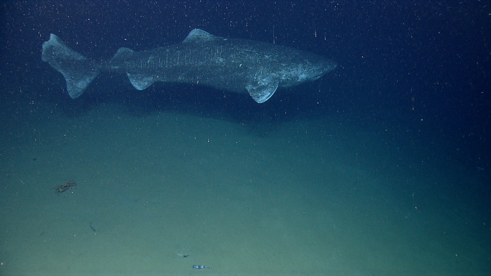 Sexual maturity doesn't reach its peak for Female Greenland Sharks until they're way over a hundred.
But that's not a problem for the females of these species given that most of them have a life span of at least 4 centuries. So reaching their sexual maturity at 150 must be like 13 in human years.