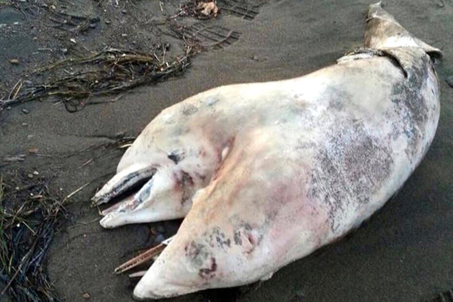 Tugrul, a sports teacher, made a shocking scientific discovery purely by accident in 2014.
A two-headed dolphin washed up on the shores on the west coast of Turkey while he was out for a walk. Unfortunately, it was deceased but biologists determined that its condition was the result of something similar to conjoined human twins.
